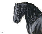 Stallion