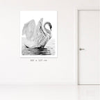 Swans (Her)