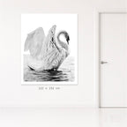 Swans (Her)