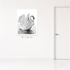 Swans (Her)