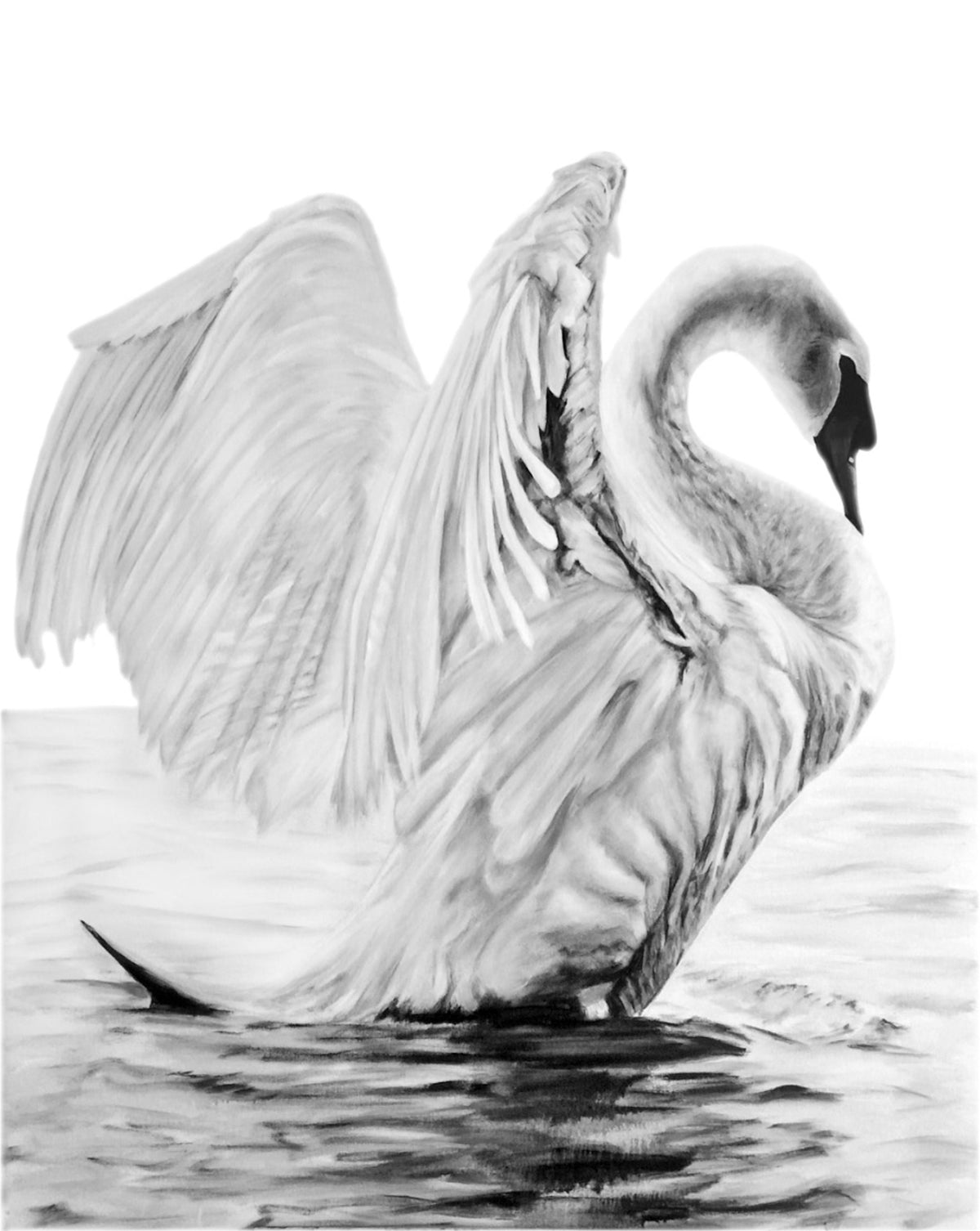 Swans (Her)