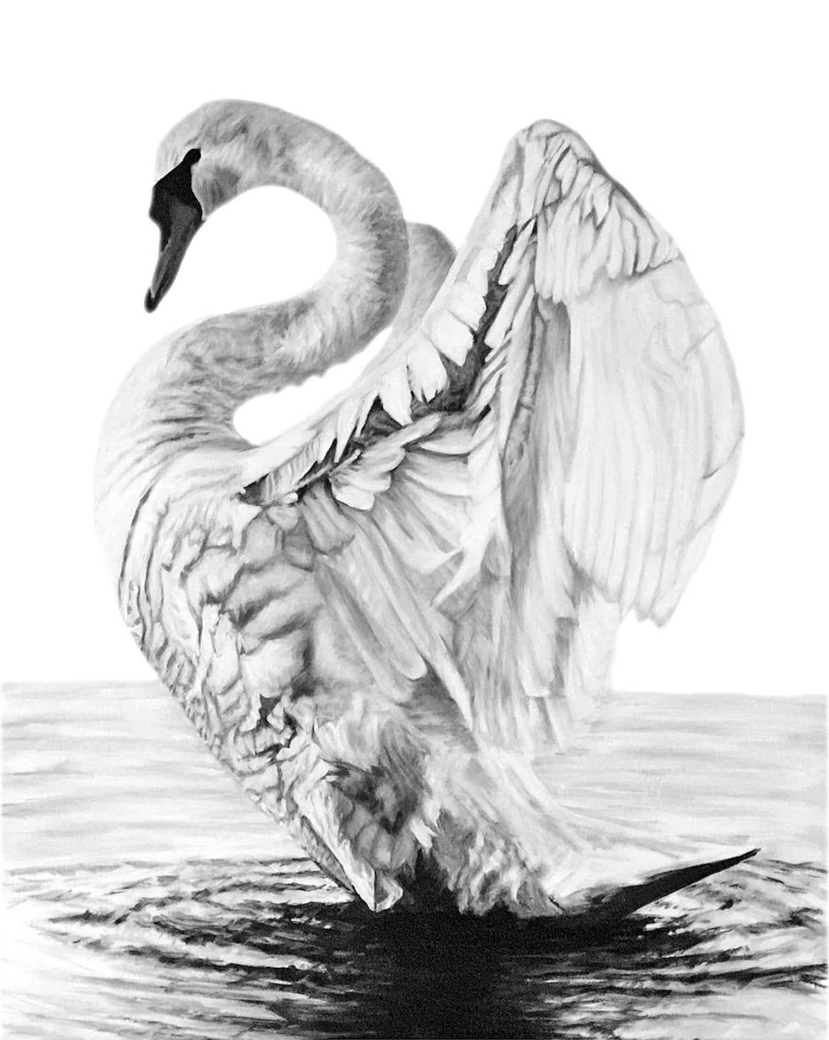 Swans (Him)